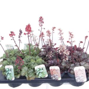 Heuchera Heuchera mix
(8 Plants/Order)(13cmP 40cmH)