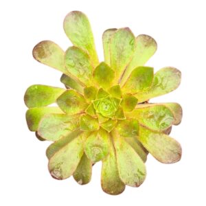Crassula Sempervivum Semponium Lenna
(5 Plants/Order)(7cmP 15cmH)