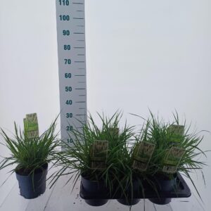 Pennisetum orientale Pennisetum orientale 'Fairy Tails'
(1 Plants/Order)(17cmP 25cmH)