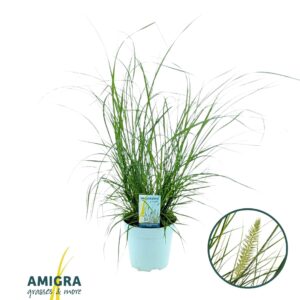 Pennisetum alopecuroides Hameln
(6 Plants/Order)(17cmP 70cmH)