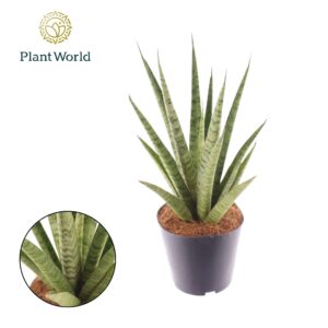 Sansevieria Sansevieria 'trifciata' Pineapple
(6 Plants/Order)(12cmP 35cmH)