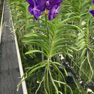 Vanda Vanda Tweed Blue Large
(2 Plants/Order)(15cmP 60cmH)