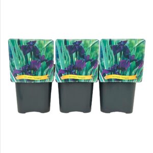 Iris Variegata ensata C5
(1 Plants/Order)(21cmP 35cmH)