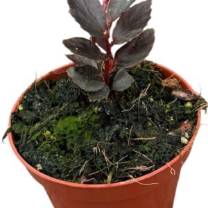 Begonia Jalau Type 2
(14 Plants/Order)(8cmP 12cmH)