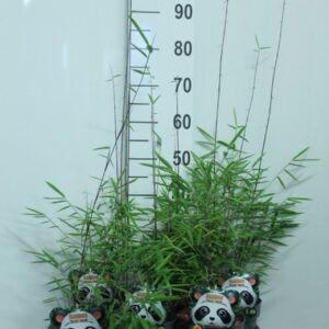 Fargesia Black Pearl Fargesia nitida 'Black Pearl' P17
(6 Plants/Order)(17cmP 85cmH)