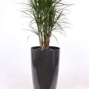 Dracaena marginata "in Santorini Pot ""antraciet"""
(1 Plants/Order)(33cmP 150cmH)