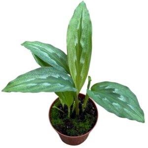 other plants Kaempferia Rotunda
(14 Plants/Order)(8cmP 15cmH)