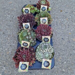 Sempervivum Sempervivum Toetie Froeties ® Hairy styles, schaaltje 13, mix per Tray
(8 Plants/Order)(13cmP 12cmH)