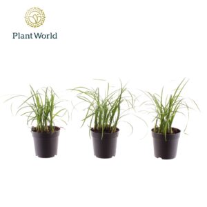 Nolina Bushy 7 cm
(16 Plants/Order)(7cmP 20cmH)