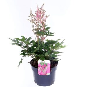 Astilbe Mainz Astilbe japonica Mainz
(6 Plants/Order)(17cmP 45cmH)