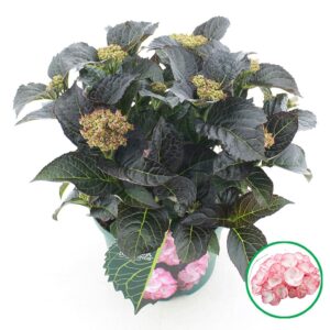 Hydrangea macrophylla other Black Diamonds® 'Midnight Pearl'® C5 (23cm.) Kn.
(1 Plants/Order)(23cmP 45cmH)