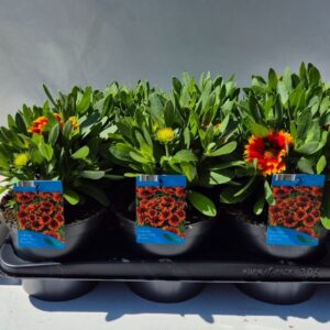 Gaillardia Gaillardia aristata Spintop Red star burst
(6 Plants/Order)(17cmP 35cmH)