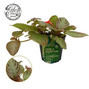 Episcia cupreata Tierra Plata
(8 Plants/Order)(12cmP 20cmH)