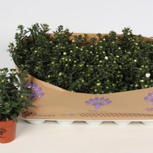 Aster Showmakers Snow White Artic
(15 Plants/Order)(10.5cmP 22cmH)
