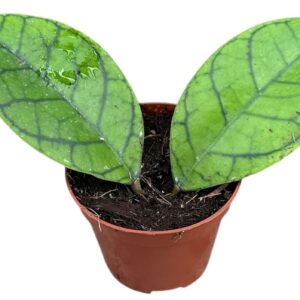 Hoya Callistophylla Kal 16
(14 Plants/Order)(8cmP 10cmH)