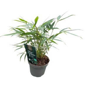 Fargesia other One Boo™ P10
(9 Plants/Order)(10cmP 20cmH)