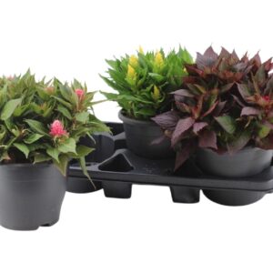 Celosia Kelos Fire Celosia Kelos Fire mix
(3 Plants/Order)(20cmP 35cmH)