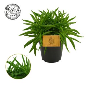 Peperomia ferreyrae Nevada
(4 Plants/Order)(12cmP 20cmH)