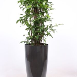 Dracaena surculosa Dracaena Surculosa in Santorini Pot "antraciet"
(1 Plants/Order)(33cmP 140cmH)