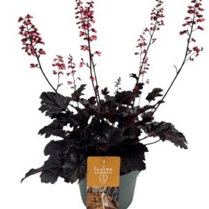 Heuchera Heuchera Indian Summer P19 Blooming Black
(1 Plants/Order)(19cmP 50cmH)
