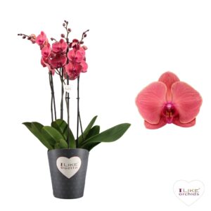 Phalaenopsis Asian Coral Duetto Asian Coral - 4 spike
(5 Plants/Order)(17cmP 70cmH)
