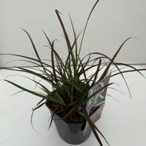 Pennisetum setaceum Rubrum
(6 Plants/Order)(17cmP 40cmH)