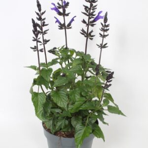 Salvia Salgoon Lake Blueberry
(6 Plants/Order)(16cmP 30cmH)