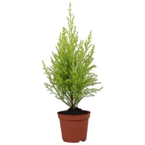 Cupressus Goldcrest Wilma
(20 Plants/Order)(8.5cmP 30cmH)