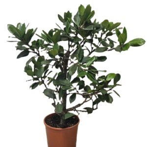 Ficus cyathistipula
(1 Plants/Order)(30cmP 110cmH)