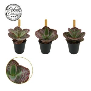 Kalanchoe humilis Surprising Desert 5,5cm
(20 Plants/Order)(5.5cmP 10cmH)