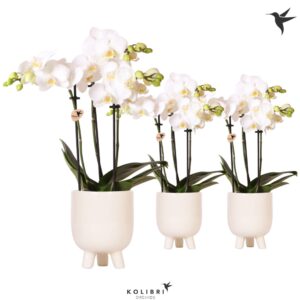 Phalaenopsis Multiflora white 3 spike in Gummy travertine
(7 Plants/Order)(9cmP 40cmH)