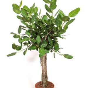 Ficus benghalensis
(1 Plants/Order)(30cmP 130cmH)