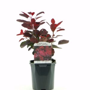 Cotinus Royal Purple cog.
(6 Plants/Order)(17cmP 25cmH)