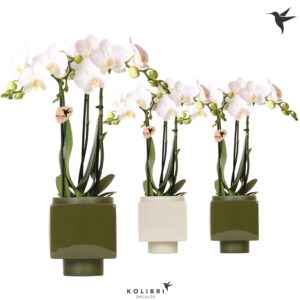 Phalaenopsis Multiflora 3 spike in Cube Pot green mix
(6 Plants/Order)(9cmP 40cmH)
