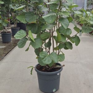 other plants Coccoloba uvifera
(1 Plants/Order)(45cmP 190cmH)