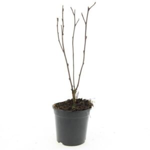 Physocarpus opulifolius Red Baron'
(8 Plants/Order)(14cmP 10cmH)