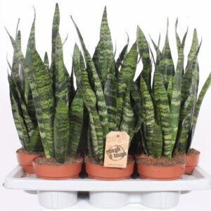 Sansevieria Black Coral
(7 Plants/Order)(14cmP 50cmH)