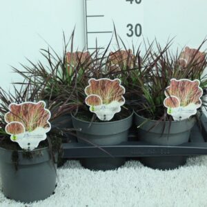 Pennisetum advena Fireworks
(6 Plants/Order)(17cmP 30cmH)