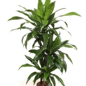 Dracaena Janet Craig 60-30-15
(1 Plants/Order)(21cmP 130cmH)
