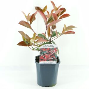 Photinia fraseri Red Robin Photinia fras. Red Robin
(6 Plants/Order)(17cmP 40cmH)