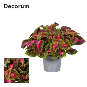 Coleus Park Avenue
(6 Plants/Order)(13cmP 20cmH)