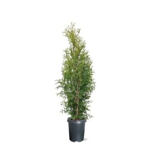Thuja other dark yellow occidentalis 'King of Brabant' (pbr) (zonder etiket)
(1 Plants/Order)(21cmP 95cmH)