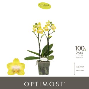 Phalaenopsis Arezzo Optimost Arezzo 2 spike
(6 Plants/Order)(12cmP 45cmH)