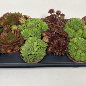 Sempervivum mix Sempervivum mix
(9 Plants/Order)(10.5cmP 15cmH)