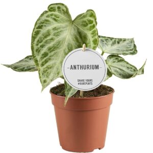 Anthurium Leaf Silver Blush MINT
(8 Plants/Order)(12cmP 25cmH)