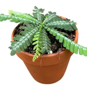 Biophytum sensitivum Zenkeri
(14 Plants/Order)(8cmP 15cmH)