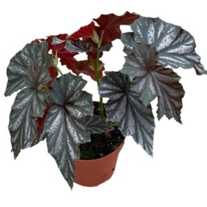Begonia Looking Glass
(6 Plants/Order)(17cmP 30cmH)