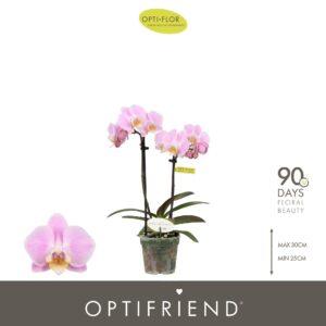 Phalaenopsis Multiflora Optifriend Fenna 2 spike
(8 Plants/Order)(7cmP 25cmH)