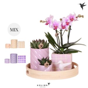 Arrangement Phalaenopsis Gift Set Large Optimism
(1 Plants/Order)(30cmP 40cmH)
