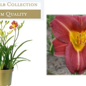Hemerocallis Red
(6 Plants/Order)(17cmP 45cmH)